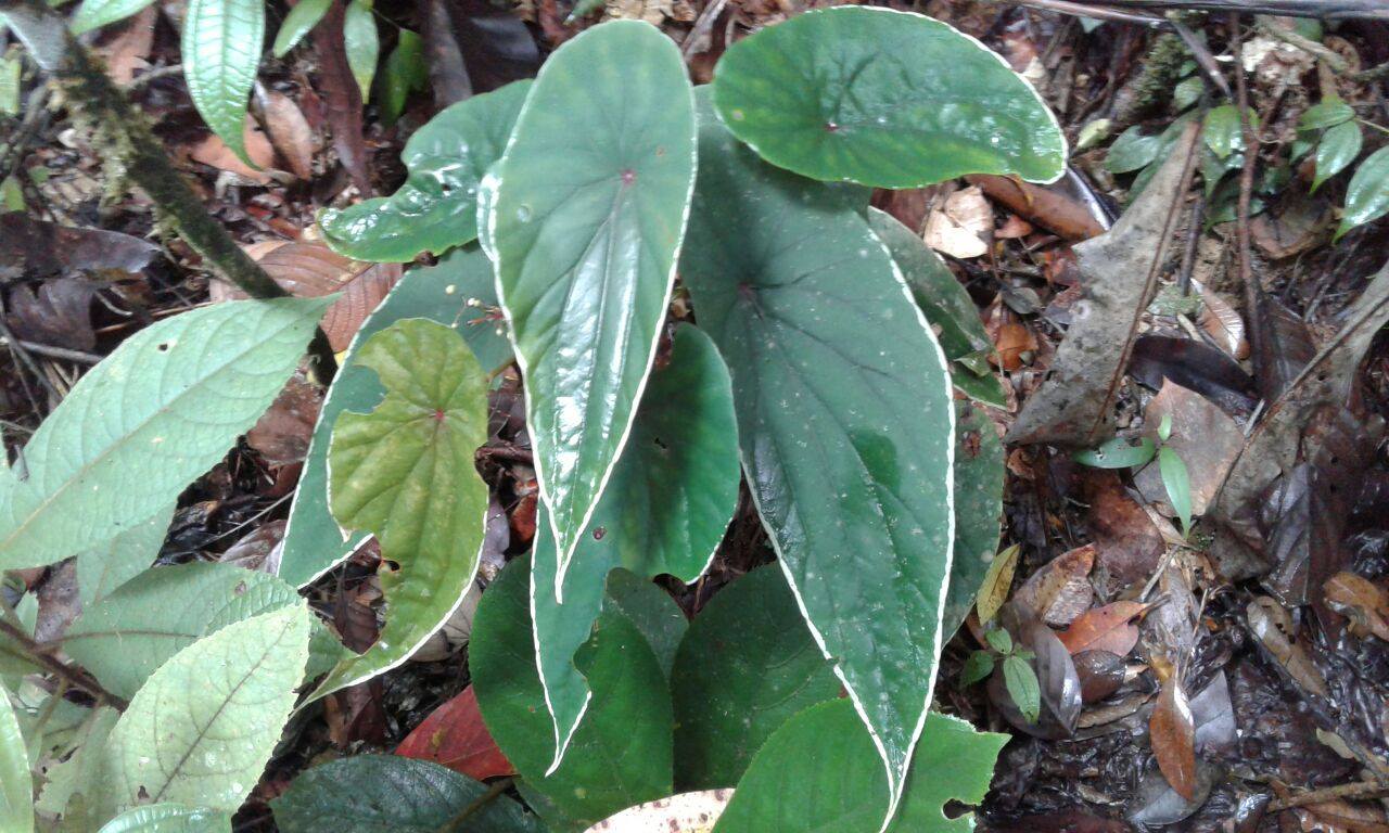 B. nothobaramensis